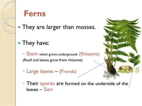 Image result for Plant Classification