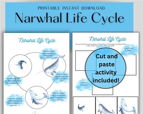 Narwhal Life Cycle Printable Resources Homeschool Learning Kids ...