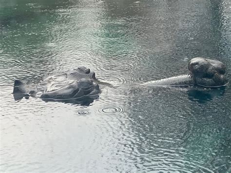 Fort Worth Zoo - 2021 What to Know Before You Go (with Photos ...