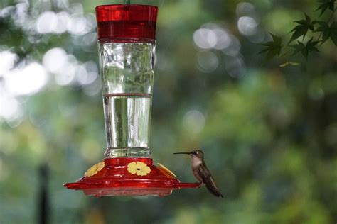 7 Best Hummingbird Feeders To Buy In Canada 2024 - Canadians Best