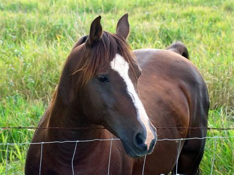 Names For Liver Chestnut Horses – EICQN