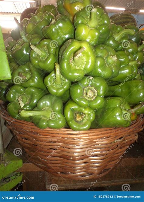 Good quality green peppers stock photo. Image of harvest - 150278912