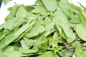 Aro Ambada Red, Gongura, Roselle Seed Price in India - Buy Aro Ambada ...