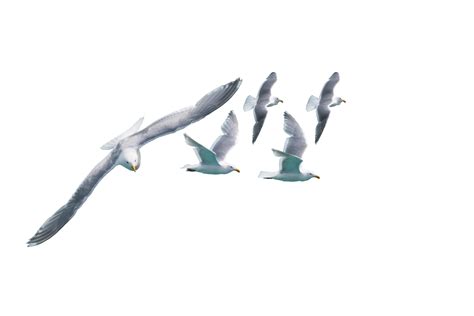 A PNG file of A Seagull group flying. Flock of birds flying isolated no ...