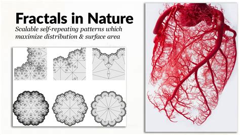 Image result for Patterns in Nature