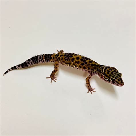 Spotted Gecko Price