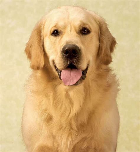 Der Golden Retriever Labrador: Eine umfassende Beschreibung
