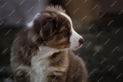 Are Australian Shepherds The Smartest Dogs