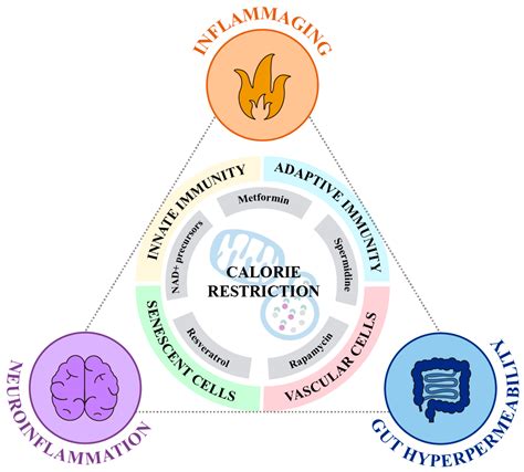 Control of Inflammation by Calorie Restriction Mimetics: On the ...