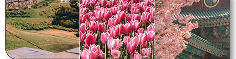 Cherry Blossom Suwon Hwaseong Fortress Tour from Seoul - Klook India
