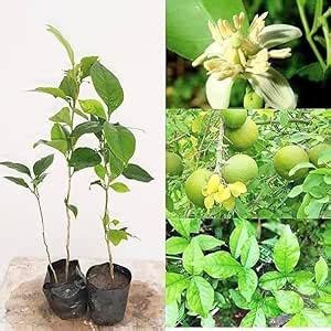 Indian Original Bel Patra Tree Bael fruit golden apple, Load of shiva ...