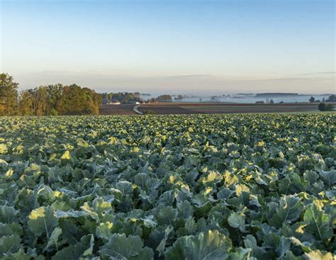 Welche Rapssorten bauen Sie an? | agrarheute.com