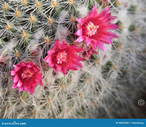 Red flower of prickly pear stock image. Image of growth - 40039381