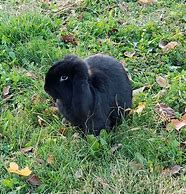 Image result for Black Lop Rabbit