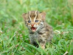 Image result for Angry Kitten