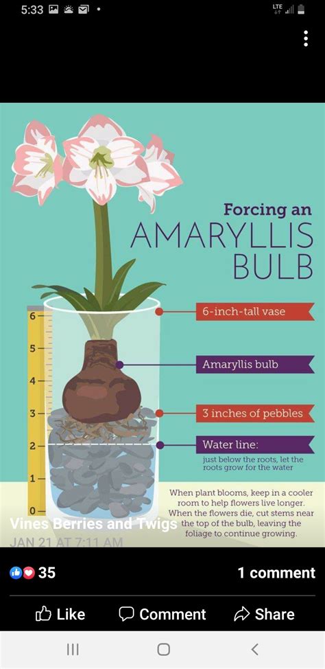 Winter Plants: Amaryllis Bulbs in Pebbles | Waxed amaryllis planting ...