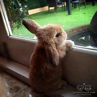 Image result for Cute Baby Animals Bunnies
