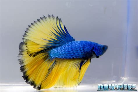 Image result for Betta Fish Compatibility