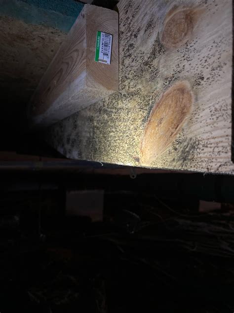 Are these mold spores on my floor joist? : r/HomeImprovement