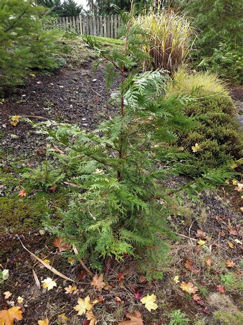 Does Western Red Cedar Rot at Janet Simmons blog