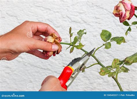 Detail of Woman Hands Pruning Roses with Garden Scissors. White Wall ...