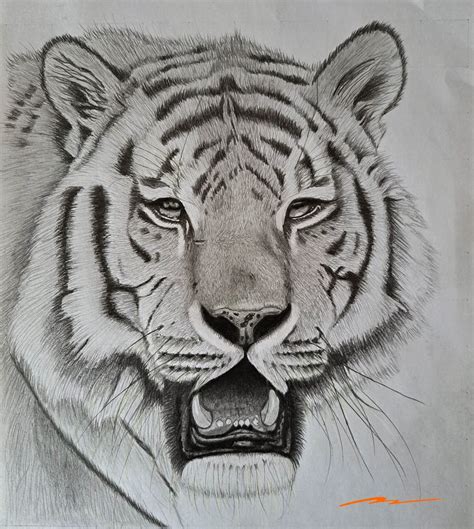 Image result for Tiger Drawing Tutorial