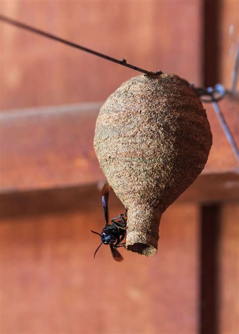 How to Build and Bait Wasp Traps for Your Home - The Cutting Edge Roofing
