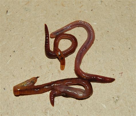 Desert Decomposers What Is Food Chain? | GeeksforGeeks