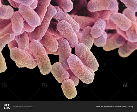 What Does E Coli Look Like Under A Microscope at Jeffrey Gavin blog