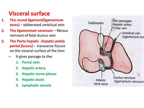 Liver anatomy | PPTX