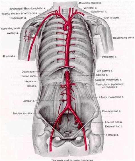 Which Branch (Or Branches) Of The Abdominal Aorta Supplies The Stomach ...