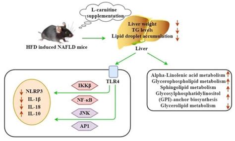 Liver Lipidomics Analysis Revealed the Novel Ameliorative Mechanisms of ...