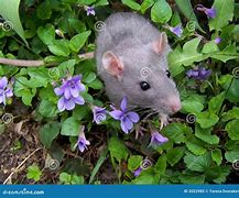 Image result for Baby Rat