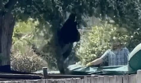 Image result for Bears Falling From Cliffs