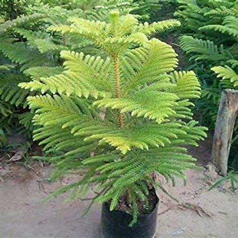 IXORA Christmas Tree Araucaria Heterophylla Jhau Ornamental Live Plants ...
