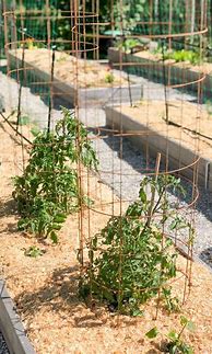 Image result for Best Tomato Cages to Buy