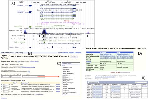 Image result for ENCODE Genome