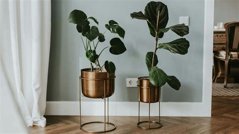 Large indoor plant pots for your mighty houseplants