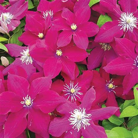 Highly ornamental clematis, perennial climbing plant, decorating the ...