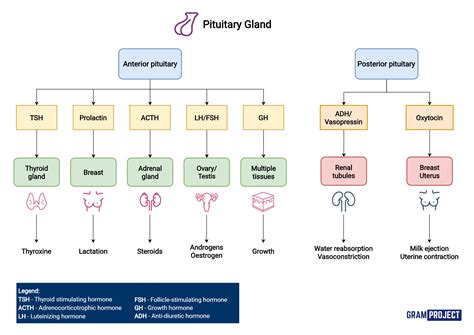 Pituitary Hormones