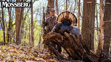 Wild Turkey Hunting In North Carolina at Skye Clarey blog