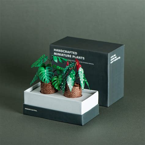 Monstera & Polka Dot Begonia| Set of 2 | Miniature Paper Plant – Himani ...