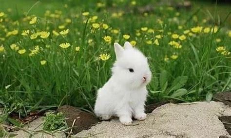 兔子为什么每个月都生小兔子？因为2个子宫互不打扰_9万个为什么