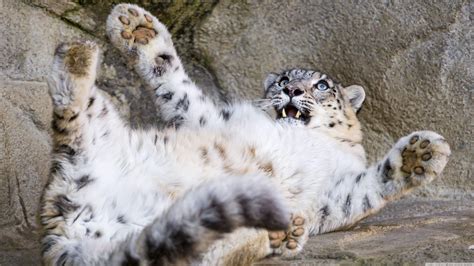 Cute Baby Leopard Wallpapers - Top Free Cute Baby Leopard Backgrounds ...