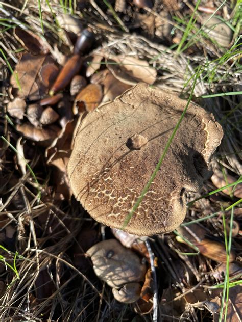 Can anyone identify these mushrooms? They live under coastal live oaks ...