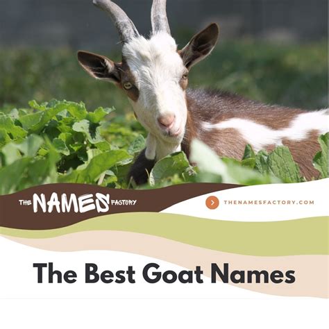 Goat Names A Z _ Goat Names For Boys – RUWQ