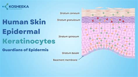 Human Skin Epidermal Keratinocytes,Structure Function & Research