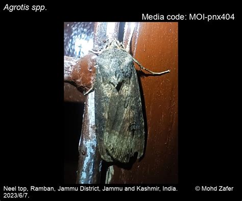 Agrotis spp. Ochsenheimer, 1816 - | Moths