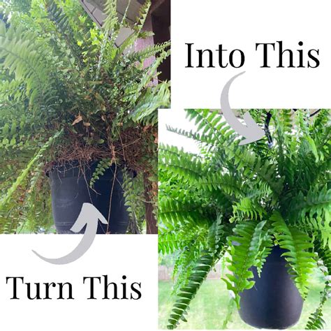 How To Look After Ferns: A Foolproof Guide For Indoor Success
