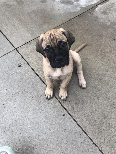 Buy English Mastiff Puppies for Sale in Delhi NCR, India